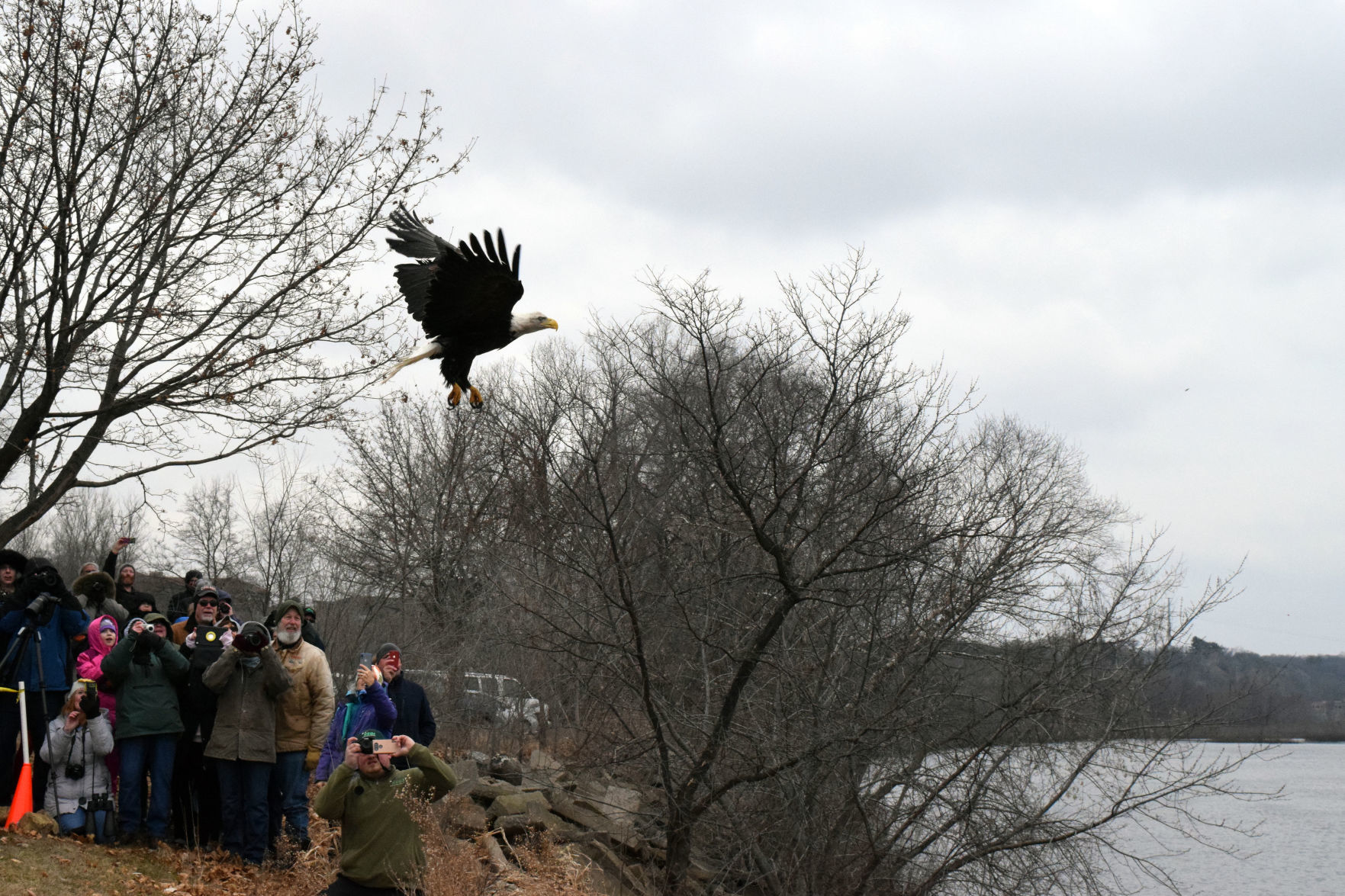 012019-sauk-gallery-eagle028